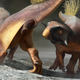 The psittacosaurus’ cloacal patterns may have been used for signaling during courtship.
